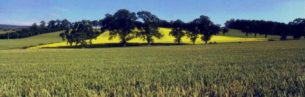 Wheatfield near village of Kippen in Stirlingshire. Has links with Clan Buchanan, Clan MacGregor & the Livingstones.